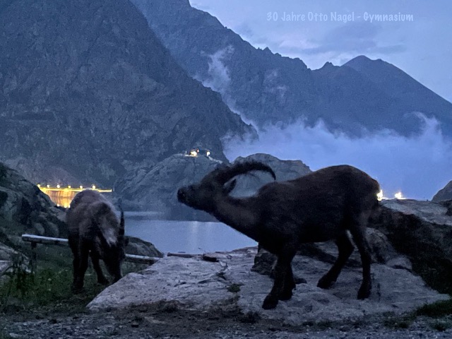 Fotosommer 2021 Alpensteinböcke im Sonnenuntergang – Diese werden etwa so alt, wie das Otto-Nagel-Gymnasium heute ist (Jan, 9.4)