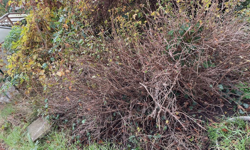 Gartenaktion Treppenhaus