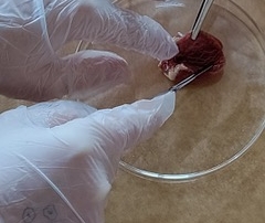 Herzen sezieren Experiment