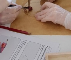 Herzen sezieren Experiment