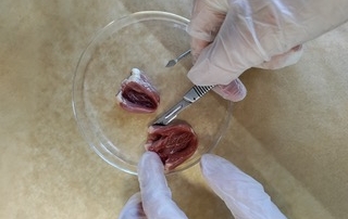 Herzen sezieren Experiment