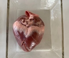 Herzen sezieren Experiment