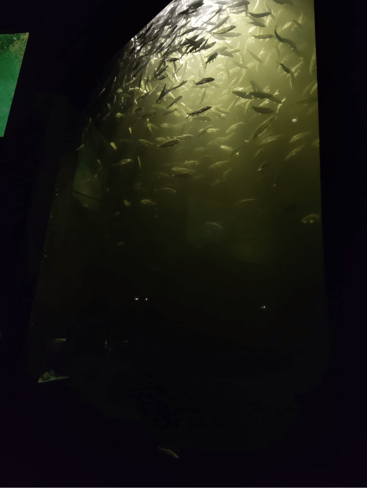 „Die Strahlen dringen durch“, Jasmin, Q1