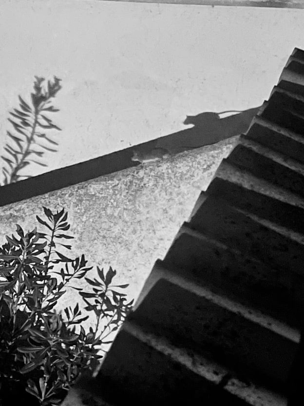 „Gejagt vom Schatten“, Katharina 8.2